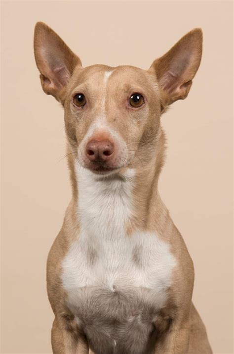 precio podenco andaluz|podenco andaluz history.